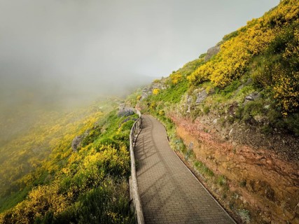 Madeira tourism, hiking walk path in blooming Cytisus shrubs, Portugal and mountains in clouds.
