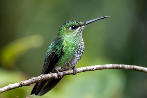 Green-crowned brilliant (Heliodoxa jacula), adult female sitting on a branch, Monteverde Cloud