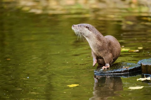 Eurasian otter (Lutra lutra) on a tree trunk in the water of a little lake, Bavaria, Germany,