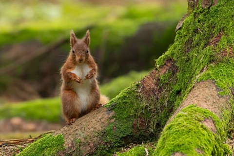Red squirrel (Sciurus vulgaris) adult animal on a pine tree trunk in a forest, Yorkshire, England,