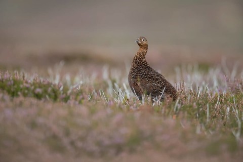 Red grouse (Lagopus lagopus scotica) adult female bird stood on flowering heather on a moorland in