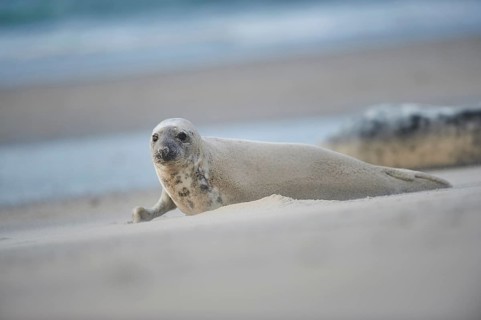 Close-up of harbor or harbour seal (Phoca vituliana vitulina) in spring (april) on Helgoland a
