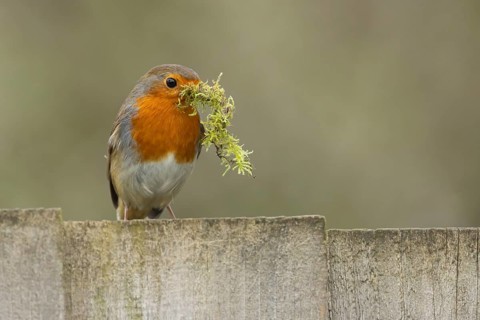 European robin (Erithacus rubecula) adult bird with nesting material in its beak on a garden wooden