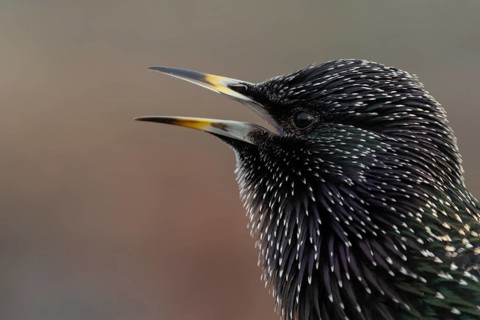 Common starling (Sturnus vulgaris) adult bird singing, Dorset, England, United Kingdom, Europe