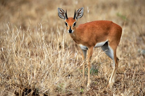Steenbok (Raphicerus campestris), adult, male, foraging, vigilant, dwarf antelope, Kruger National