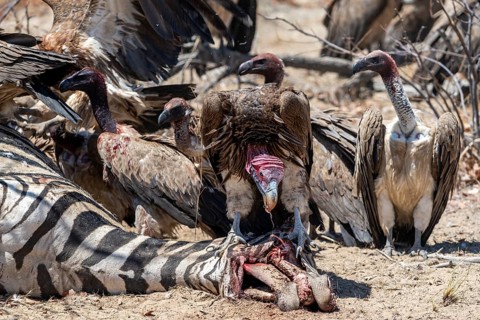 Nubian vulture (Torgos tracheliotos) and white-backed vulture (Gyps africanus) feeding on the