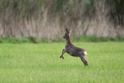 Roebuck (Capreolus capreolus), jumping, on the run, Lake Neusiedl National Park, Seewinkel
