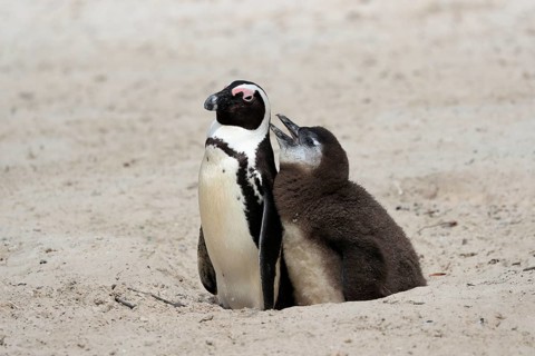 African penguin (Spheniscus demersus), adult with young, at the nest, begging for food, Boulders