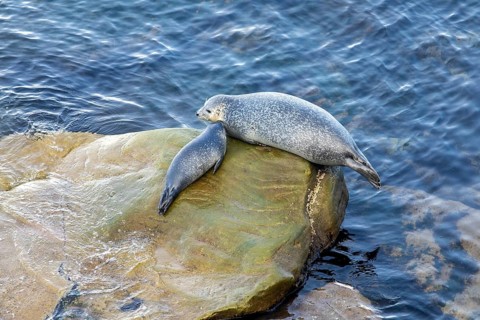 Harbor seal, phoca vitulina vitulina. Female seal and baby resting on a rock by the sea. Forillon