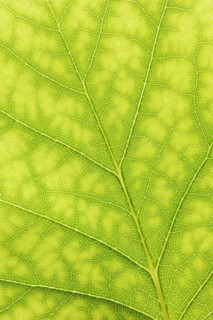Tulip tree (Liriodendron tulipifera), leaf detail, North Rhine-Westphalia, Germany, Europe