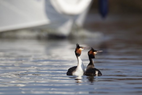 Great crested grebe (Podiceps cristatus) two adult birds performing their courtship display on a