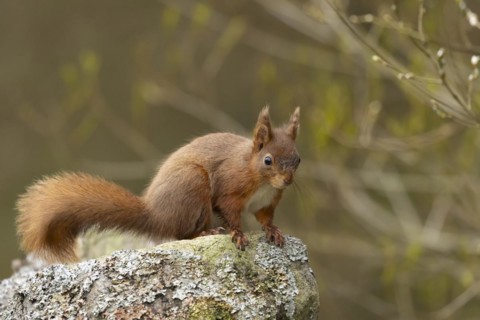 Red squirrel (Sciurus vulgaris) adult animal on a dry stone wall, Yorkshire, England, United