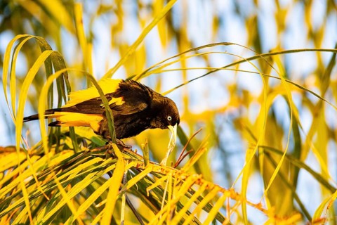 Yellow-rumped cacique (Cacicus cela) Pantanal Brazil