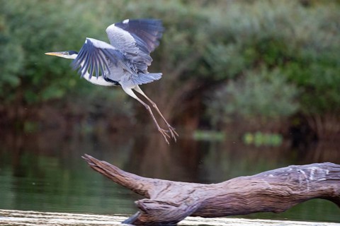 Cocoi Heron (Ardea cocoi) Pantanal Brazil