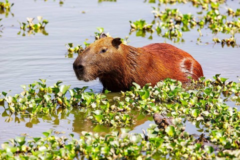 Capybara (Hydrochaeris hydrochaeris) Pantanal Brazil