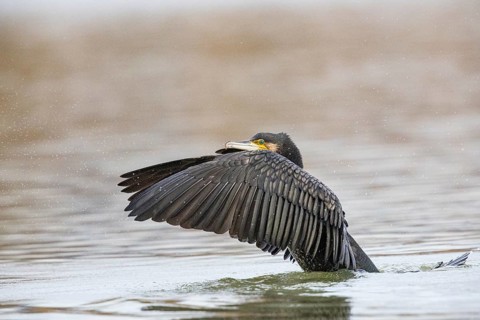 Cormorant (Phalacrocorax carbo) Germany