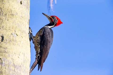 Lineated woodpecker (Dryocopus lineatus) Pantanal Brazil