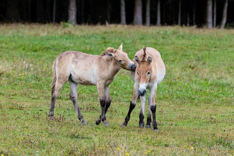 Przewalski's horse (Equus przewalski) capive Germany