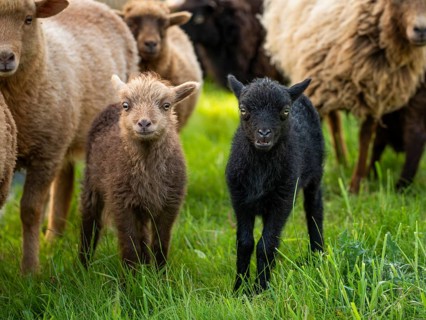 Two lambs, brown and black, flock of sheep, Ouessant sheep (Breton dwarf sheep), grazing. Germany