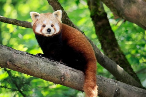 Western Red panda (Ailurus fulgens), adult, on tree, Himalayas, Central Asia