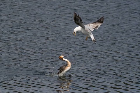 Mediterranean gull (Larus michahellis) attacking a great crested grebe (Podiceps cristatus), Hesse,