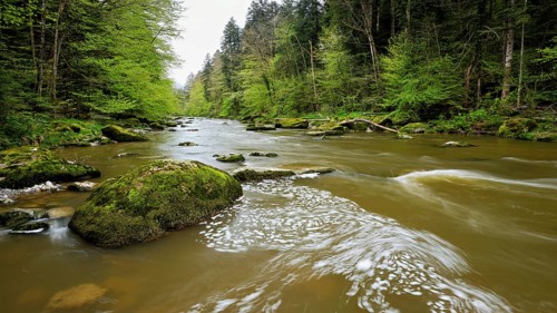 European beech trees shedding leaves, in the foreground moss-covered stones on the river Sihl,