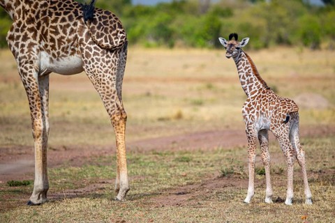 Masai giraffe (Giraffa c. tippelskirchi) Masai Mara Kenya