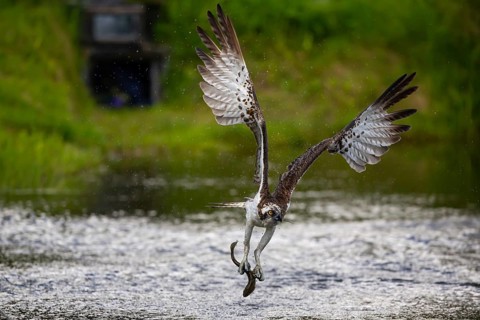 Western osprey (Pandion haliaetus) fishing, Finland, Europe