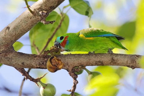 Double-eyed Fig Parrot (Cyclopsitta diophthalma macleayana) male perched on a branch, eating on