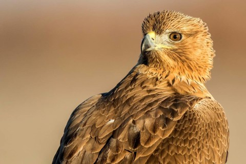 Bonelli's Eagle (Aquila fasciata) juvenile, Castile-La Mancha, Spain, Europe