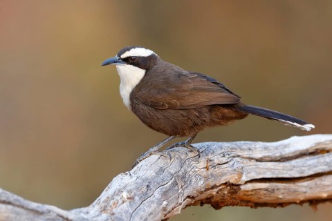 Hall's Babbler (Pomatostomus halli), Queensland, Australia, Oceania