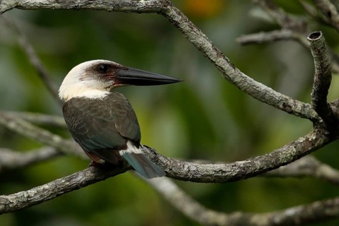 Great-billed Kingfisher (Pelargopsis melanorhyncha) perched on a branch, North Sulawesi, Indonesia,