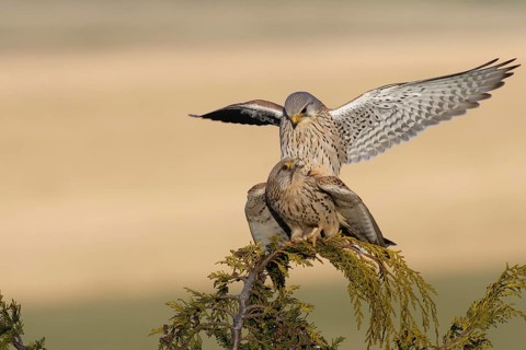 Common Kestrel (Falco tinnunculus) pair mating, Saxony, Germany, Europe