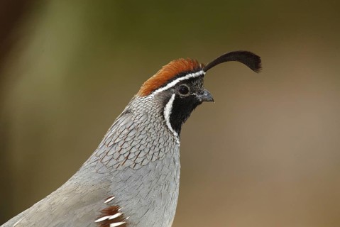 Gambel's Quail (Callipepla gambelii) male, Arizona, USA, North America