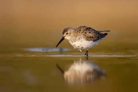 Dunlin (Calidris alpina) foraging, North Rhine-Westphalia, Germany, Europe