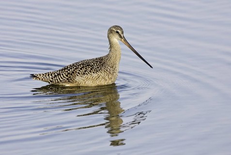 Marbled Godwit (Limosa fedoa), California, USA, North America