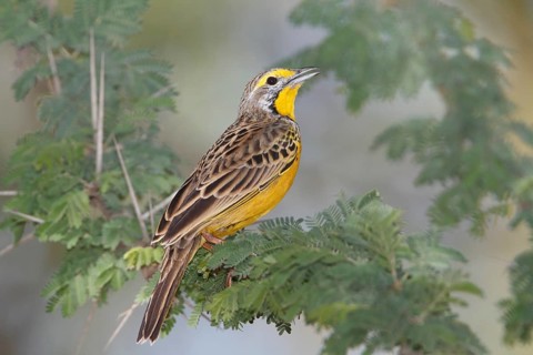 Yellow-throated Longclaw (Macronyx croceus) Männchen, Masai Mara, Kenya, Africa
