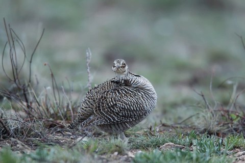 Lesser Prairie Chicken (Tympanuchus pallidicinctus) female, New Mexico, USA, North America