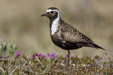 American Golden Plover (Pluvialis dominica) male, Manitoba, Canada, North America