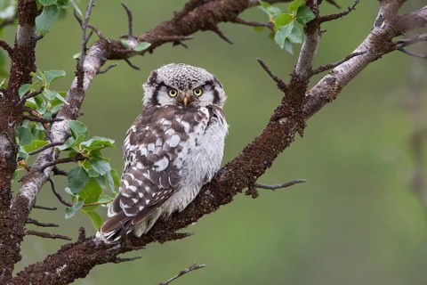 Northern Hawk-Owl (Surnia ulula), Varanger, Norway, Europe