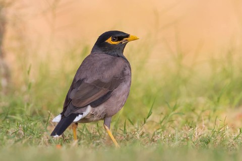 Common Myna - Hirtenmaina - Acridotheres tristis, Oman, Asia