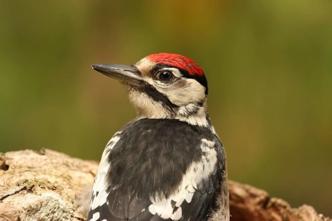 Great Spotted Woodpecker (Dendrocopos major) juvenile, Lower Saxony, Germany, Europe