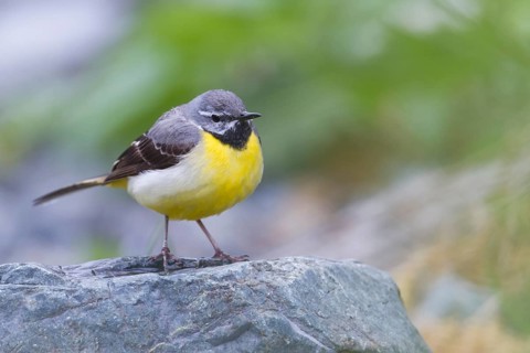 Grey Wagtail - Gebirgsstelze - Motacilla cinerea ssp. cinerea, Kazakhstan, adult male, Asia