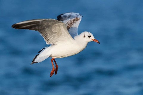 Black-headed Gull (Chroicocephalus ridibundus) flying, Eilat, Israel, Asia