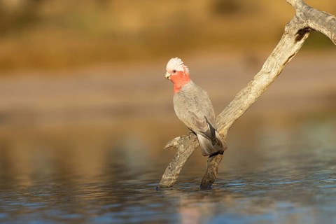 Galah (Eolophus roseicapilla) female at a waterhole, Victoria, Australia, Oceania