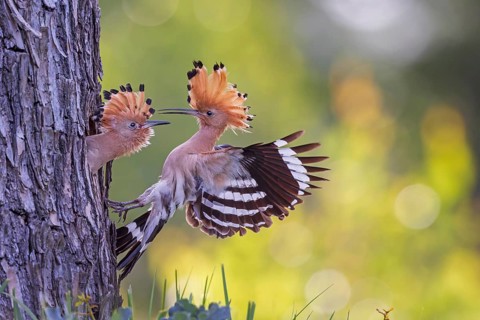 Eurasian Hoopoe (Upupa epops) at the breeding cavity with chick, Saxony-Anhalt, Germany, Europe