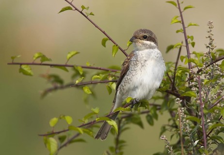 Red-backed Shrike (Lanius collurio) female, Mecklenburg-Western Pomerania, Germany, Europe