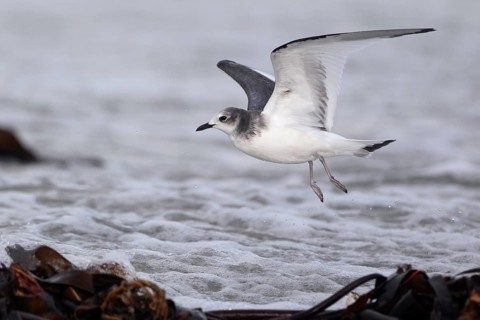 Schwalbenmöwe; lat. Xema sabini; im Flug über dem Spülsaum der Düne von Helgoland; Seitenansicht