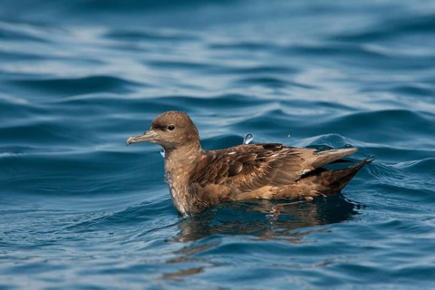 Sooty Shearwater Puffinus griseus San Diego, California, United States 14 September Adult