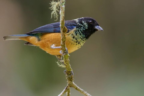 Spangled-cheeked Tanager (Tangara dowii) perched on a branch in Costa Rica